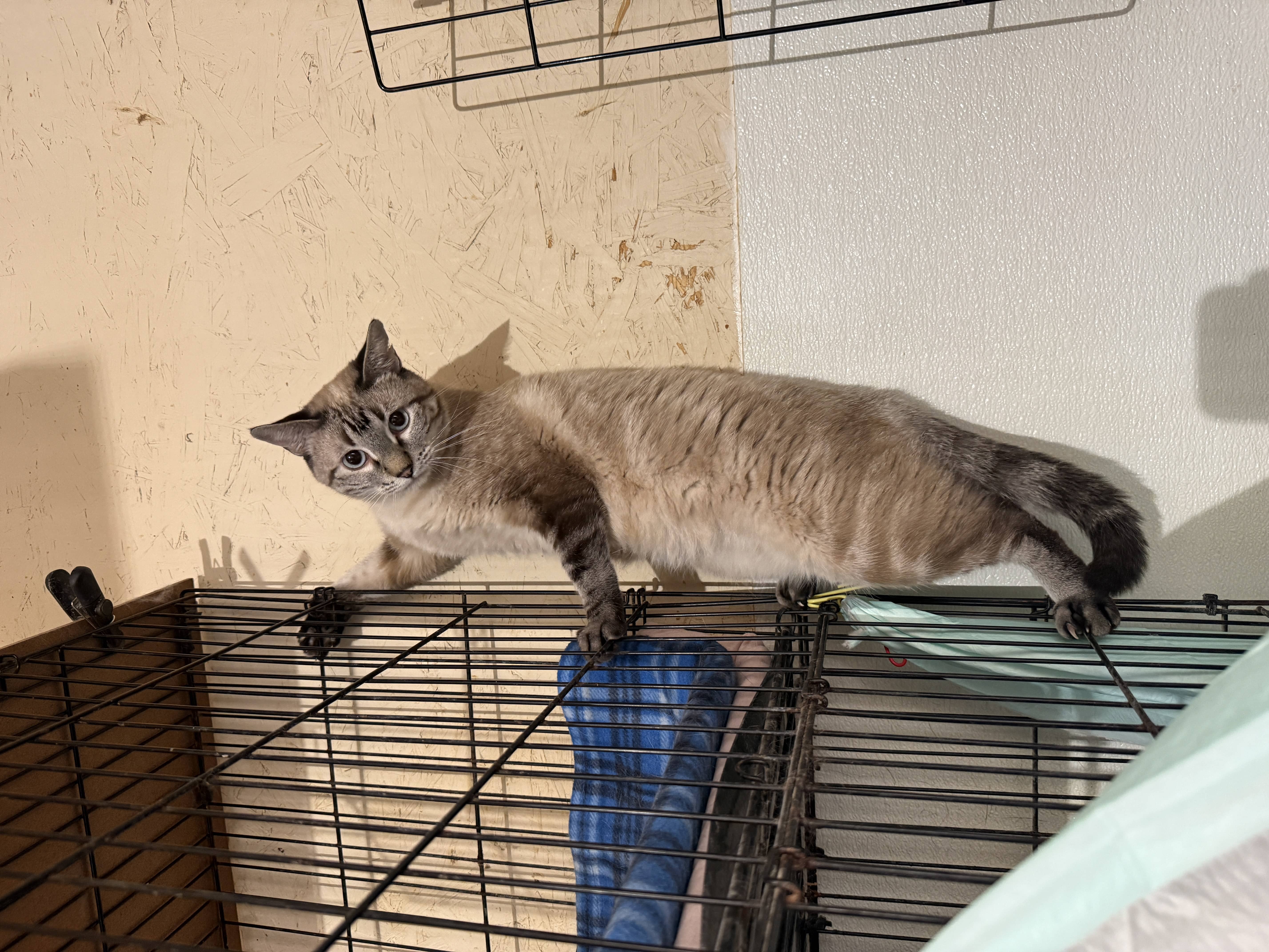 kittyyyy